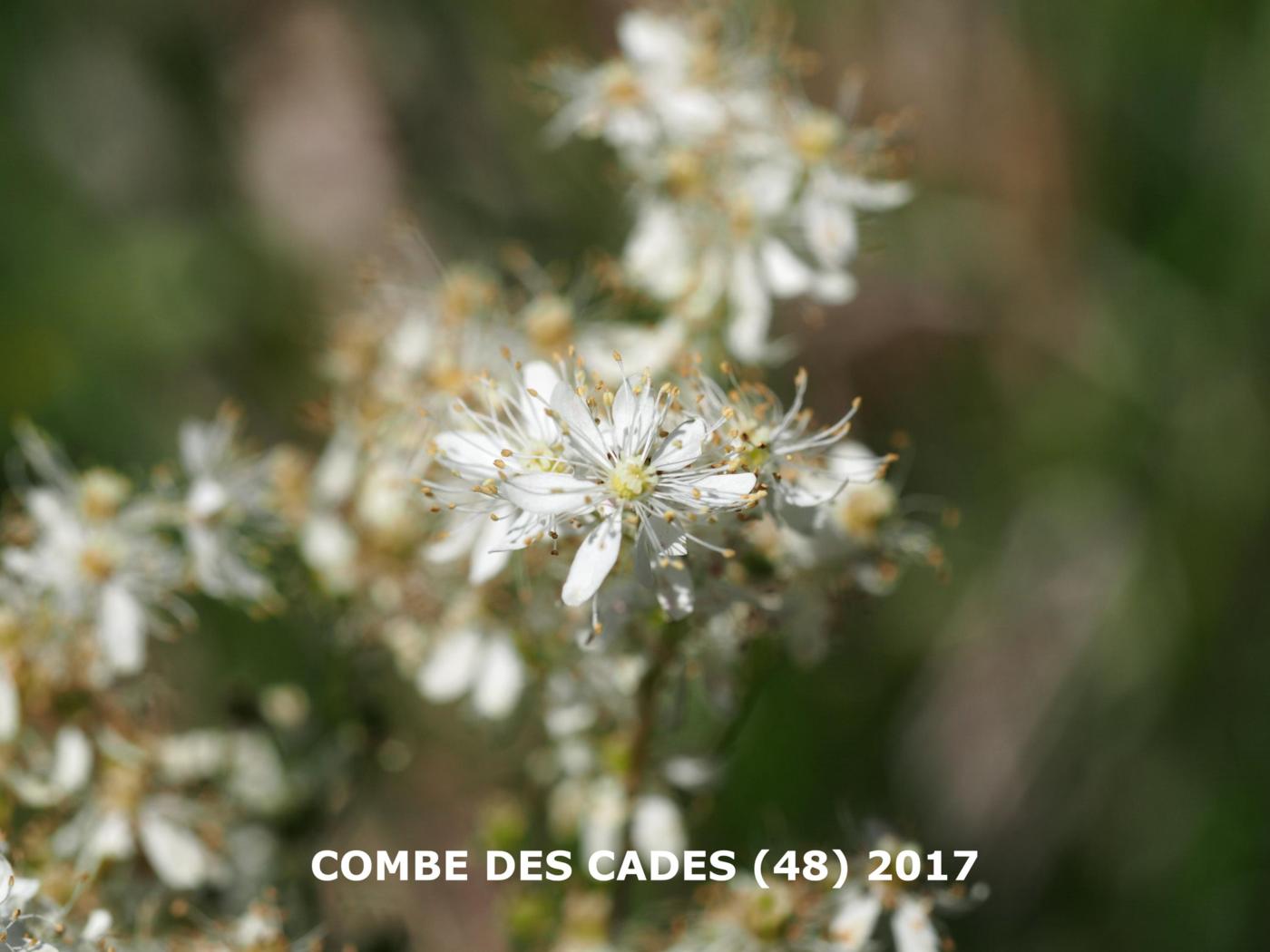 Dropwort flower